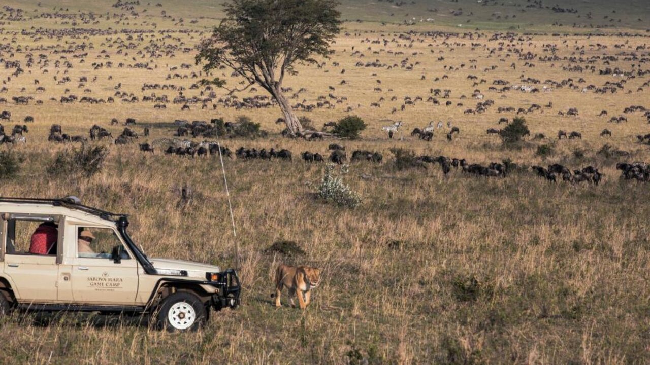 Kenia-Masai-Mara-Sarova-mara-game-camp-leeuw