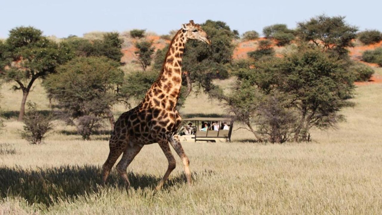 Namibie-Kalahari-hotel-Intu Afrika Zebra Lodge-safari