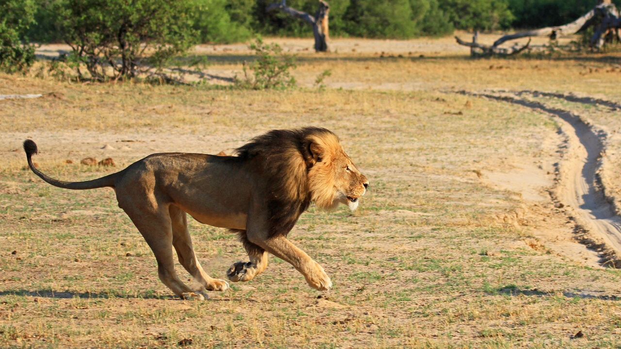 Zimbabwe-Hwange National Park-Cecil the Lion-Shutterstock