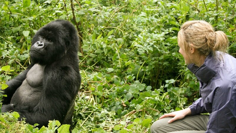 Amazing gorillatrekking in Oeganda