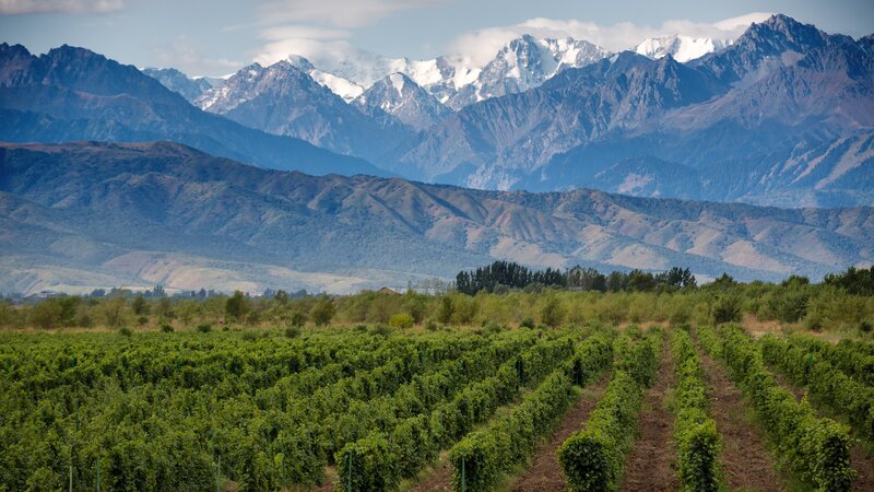 Argentinië - Mendoza - wijnstreek (5)