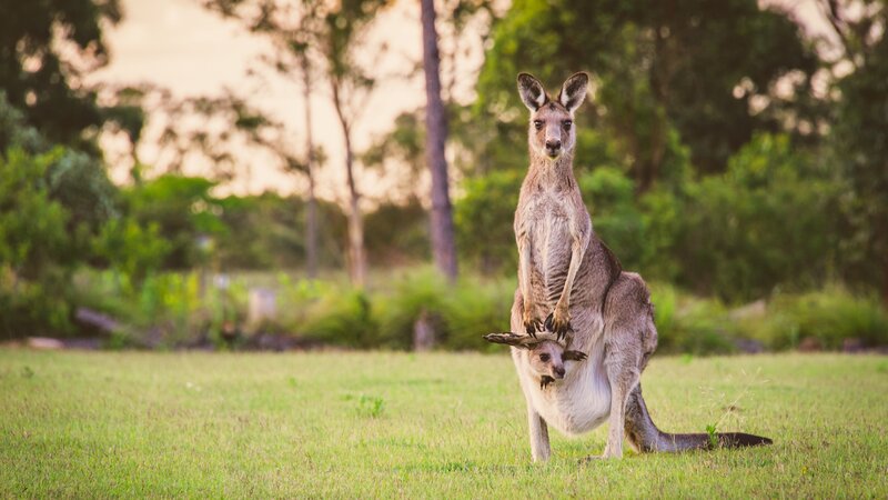 Australië - Kangoeroes (1)