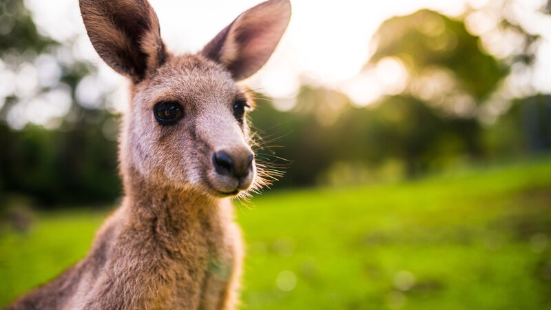 Australië - Kangoeroes (3)