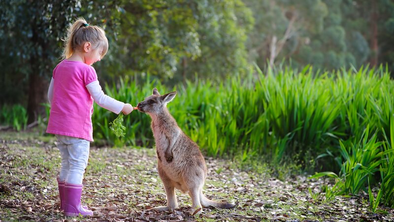 Australië - Kangoeroes (4)