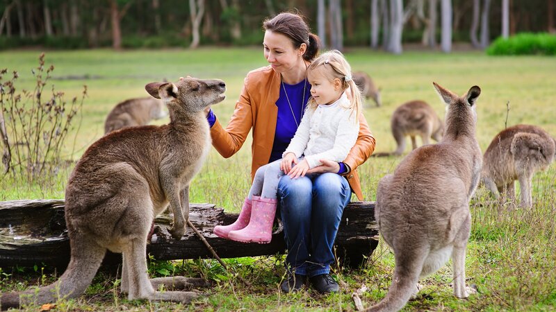 Australië - Kangoeroes (5)