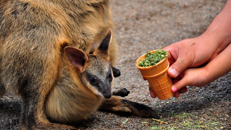 Australië - Kangoeroes (7)