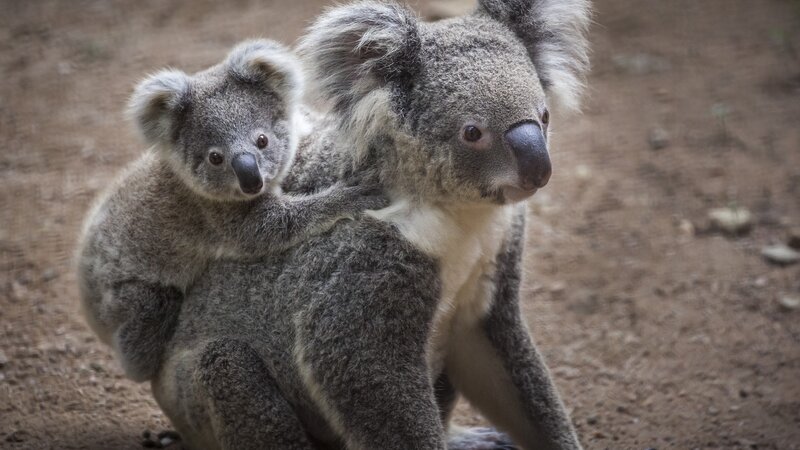 Australië - Koala's (3)