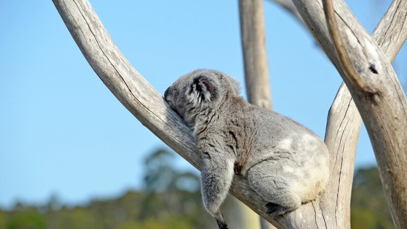 Australië - Koala's (5)