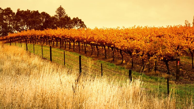 Barossa vallei - Australië - wijn (1)