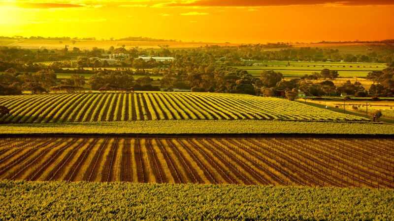 Barossa vallei - Australië - wijn (5)