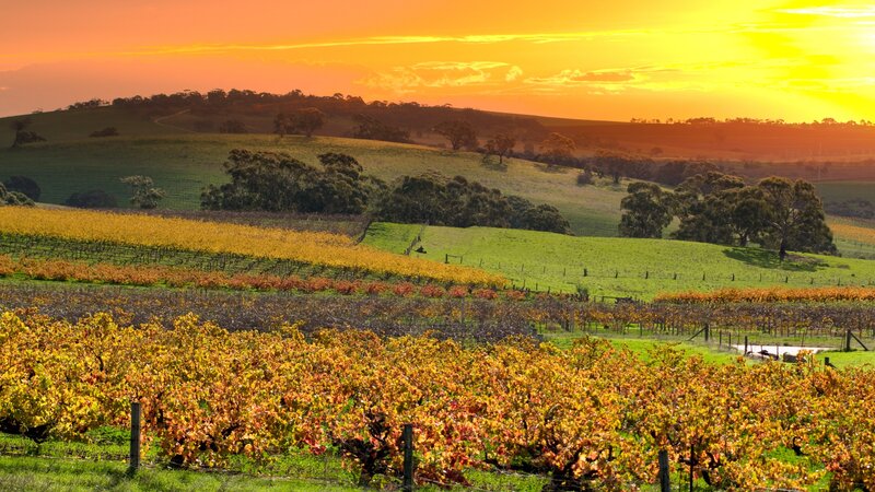 Barossa vallei - Australië - wijn (6)