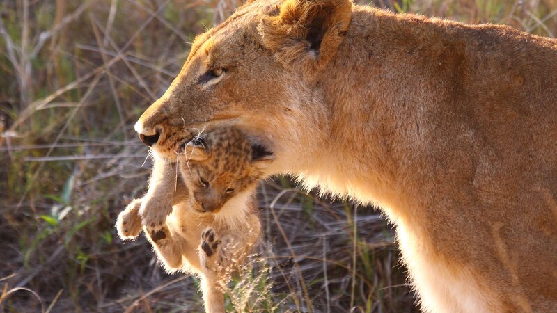 Amazing African Bush Camp Special