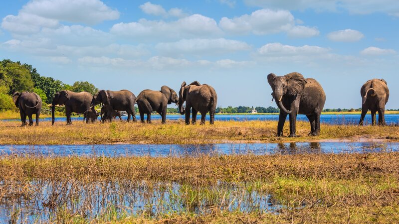 Botswana-ChobeElephantCamp-resized