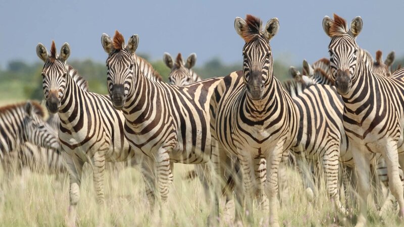 Botswana-Makgadikgadi-Jacks-Camp-wildlife-2