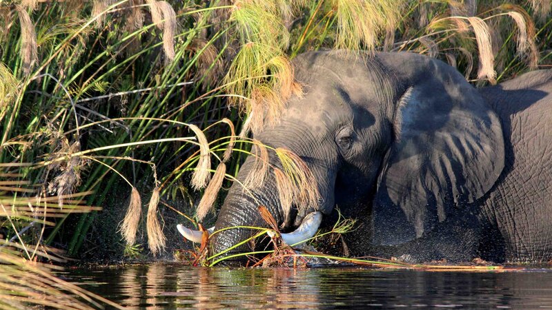 Botswana-Moremi Game Reserve (2)