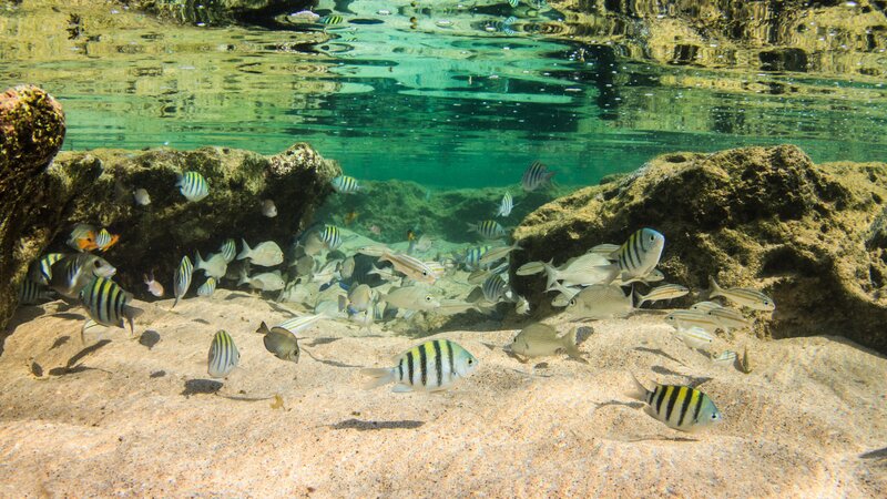 Brazilië - Fernando de Noronha - duiken (3)