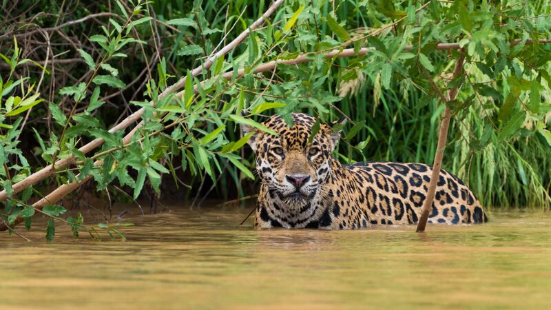 Brazilië - Pantanal (7)