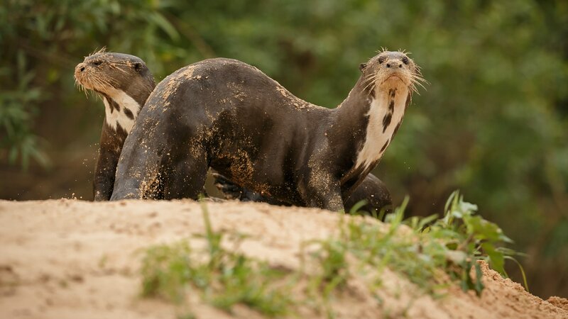 Brazilië - Pantanal - Otter