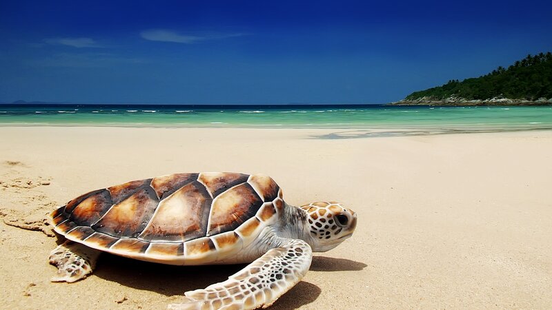 Comoren-Hoogtepunt2-Reuzenschildpadden Spotten