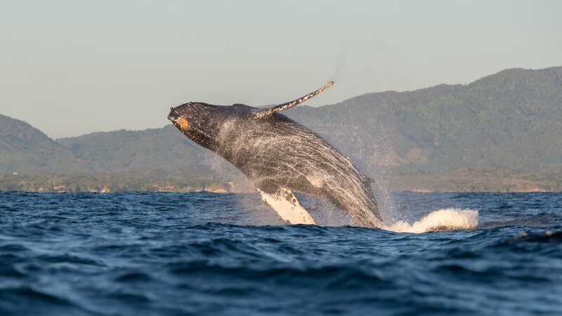 Costa Rica - Manuel Antonio National Park - Humback walvis (3)