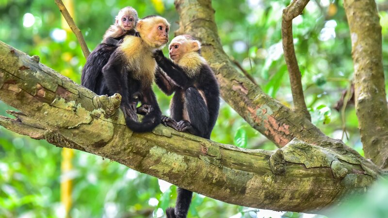 Costa Rica - Manuel Antonio National Park - Humback walvis (4)