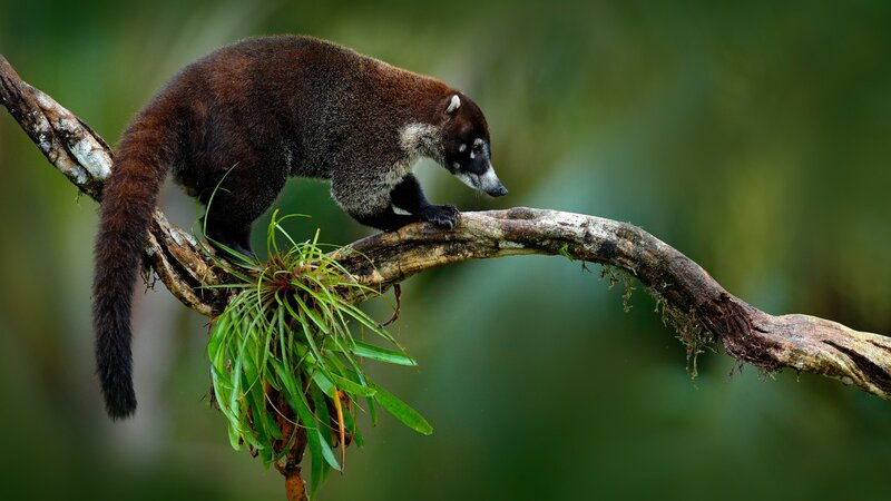 Costa Rica - Manuel Antonio National Park - Humback walvis (8)