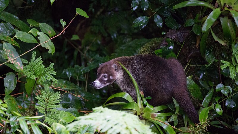 Costa Rica - Nevelwoud - Monteverde (4)