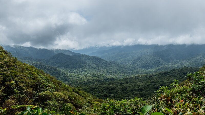 Costa Rica - Nevelwoud - Monteverde (5)