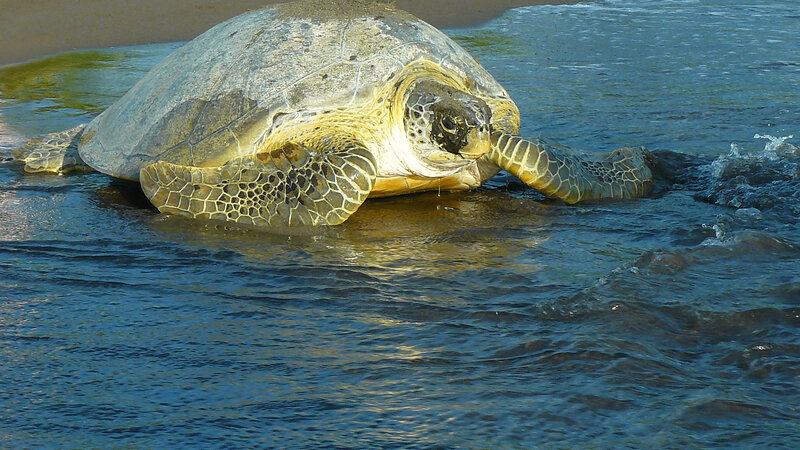 Costa Rica - schildpad