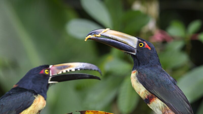 Costa Rica - Tortuguero National Park (7)