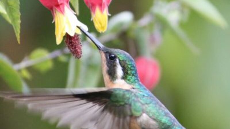 Costa-Rica-Westkust-Lagarta-Lodge-Algemeen-Dieren-Kolibri - kopie