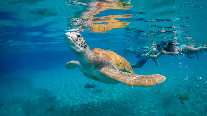 Curaçao-algemeen-zwemmen met schildpadden