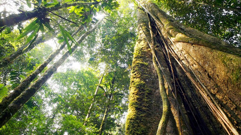 Ecuador - amazon - big tree