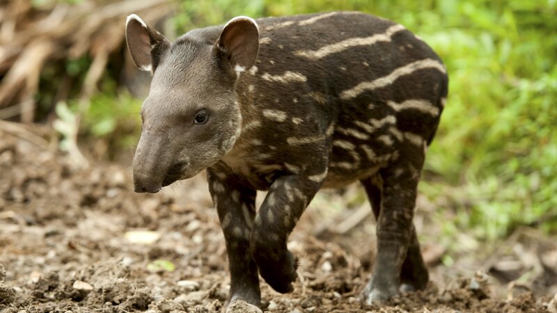 Ecuador - amazon - South American tapir
