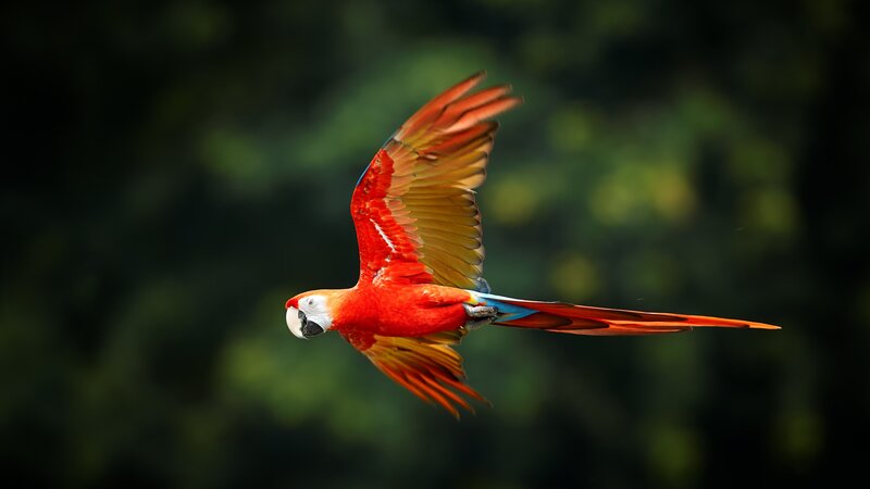 Ecuador - Ara macao - Amazon