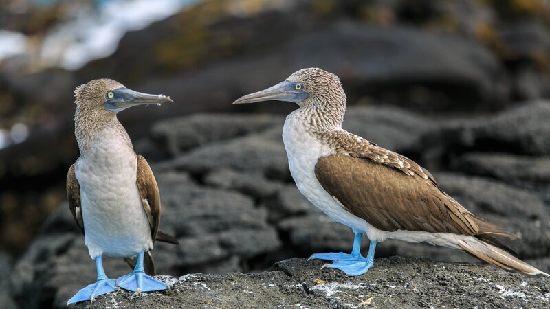 Ecuador - galapagos - blue birds