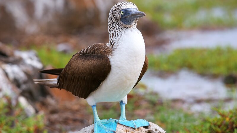 Ecuador - galapagos - Blue-footed Booby (Sula nebouxii)