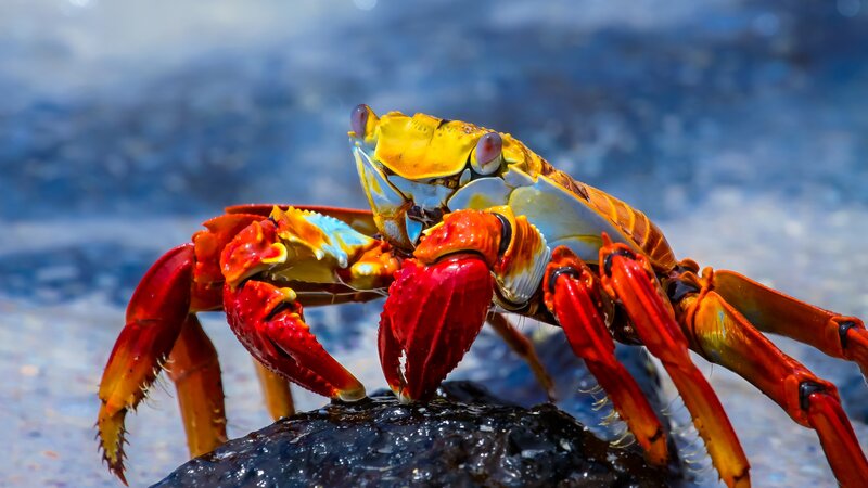 Ecuador -Galapagos - Sally Lightfoot Crab