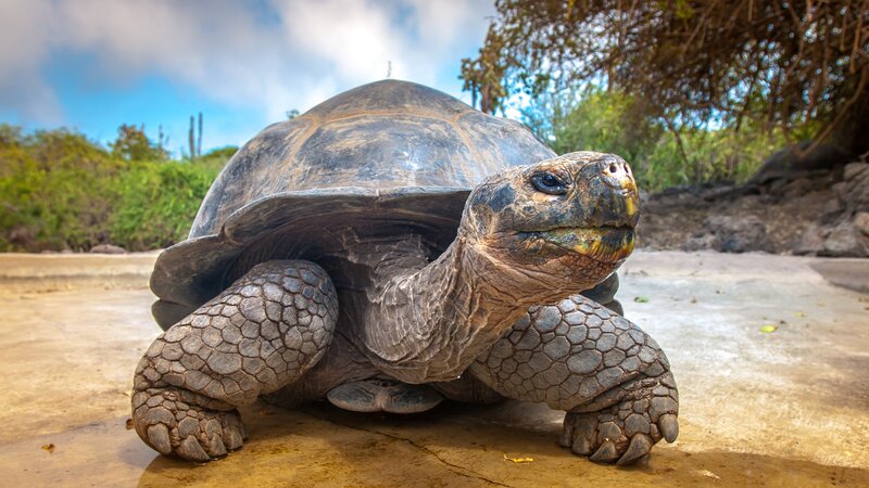 Ecuador - Galapagos - turtle