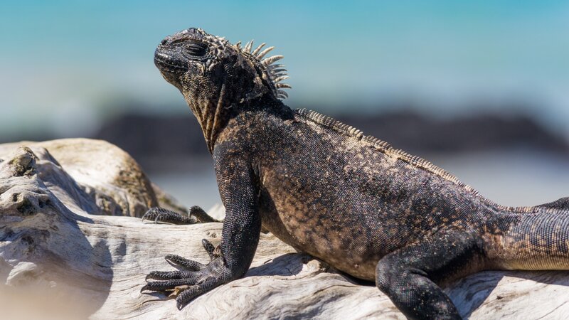 Ecuador -Marine iguana, Galapagos