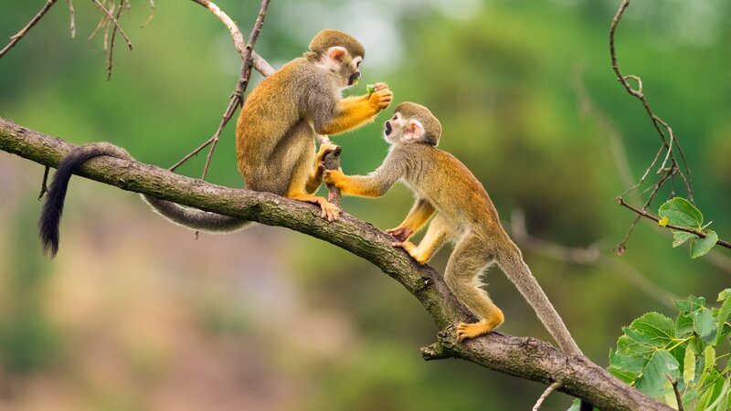 Ecuador - squirrel monkeys (Saimiri sciureus) - amazon