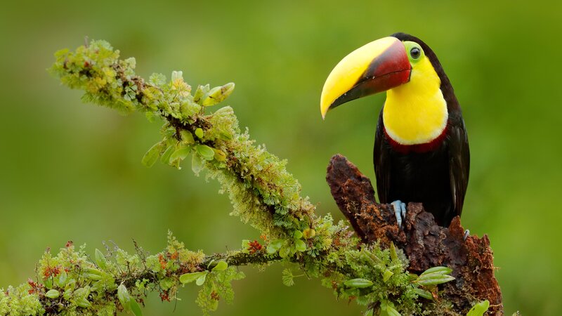 Ecuador - Toucan - amazon