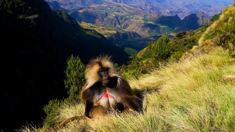 Ethiopië-Simien gebergte-Gelada baviaan