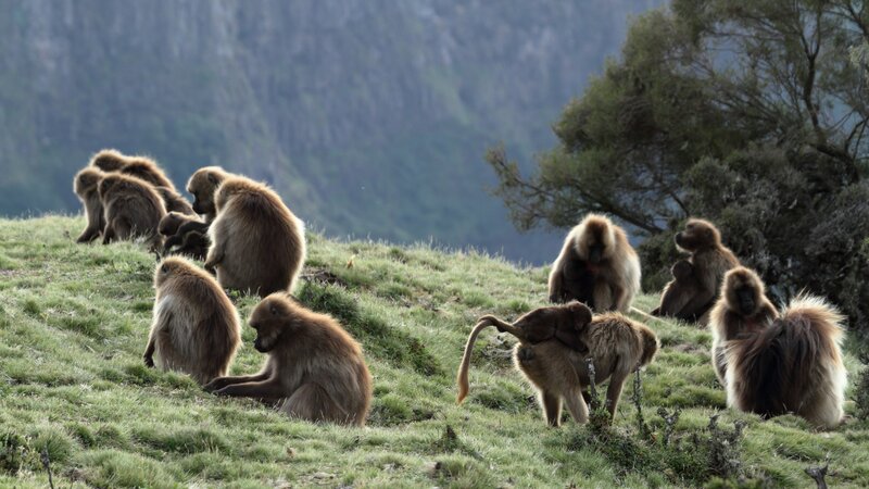 Ethiopië-Simien gebergte-Gelada bavianen familie