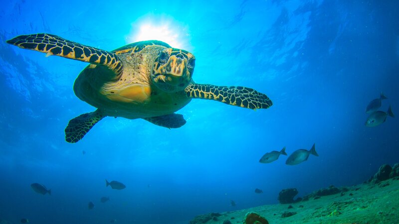 filipijnen - Duiken - Snorkelen - Schildpad