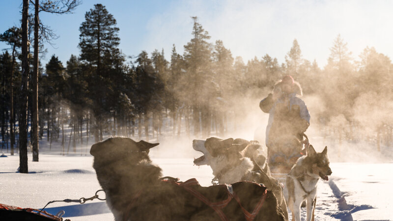 Finland-Lapland-Saariselka-Javri-Lodge-excursie-husky