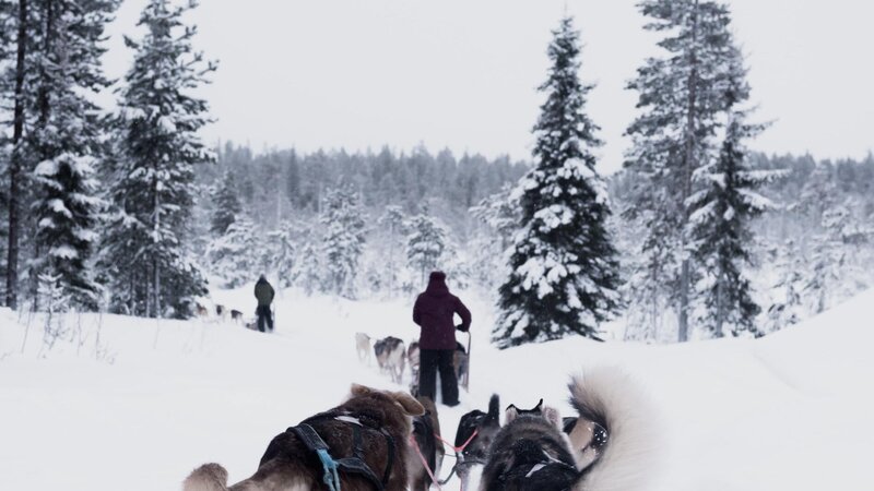 Finland-Zweden-Lapland-husky-safari 3