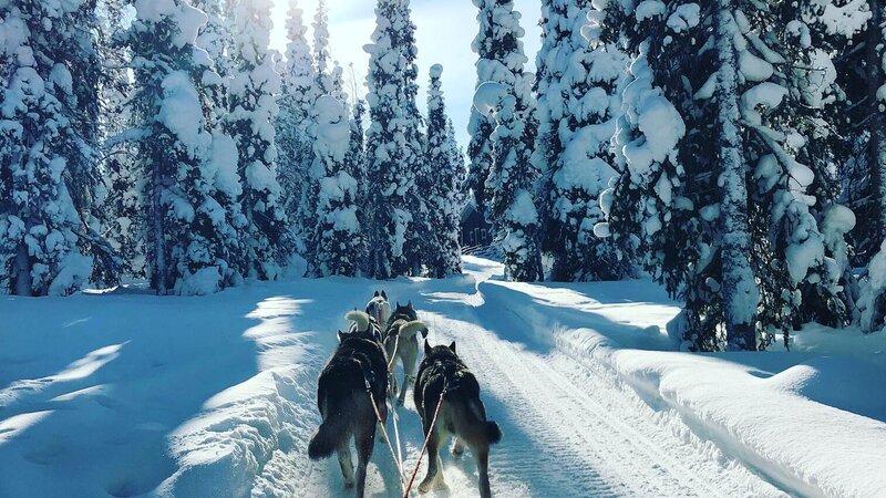 Finland-Zweden-Lapland-husky-safari 4