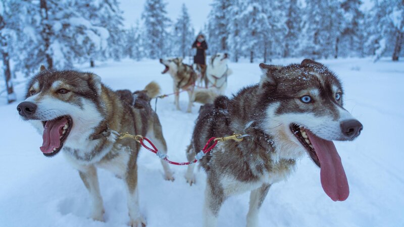 Finland-Zweden-Lapland-husky-safari 5