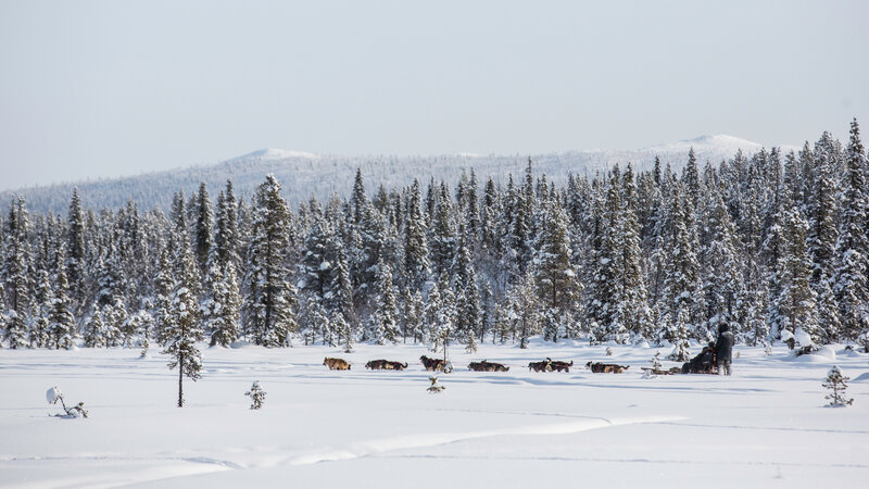 Finland-Zweden-Lapland-husky-safari 6